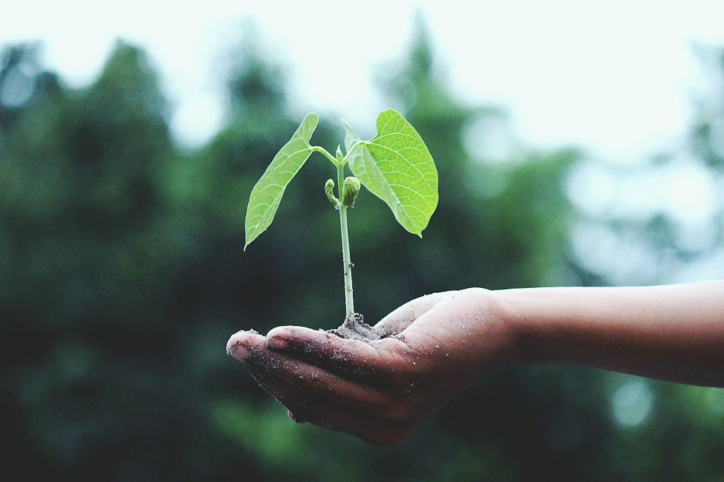 How to create change without shaming yourself. A photograph of a hand holding a growing plant and soil, there are green trees in the background.